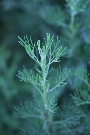 Pelyněk brotan "cola" (Artemisia abrotanum "Cola")