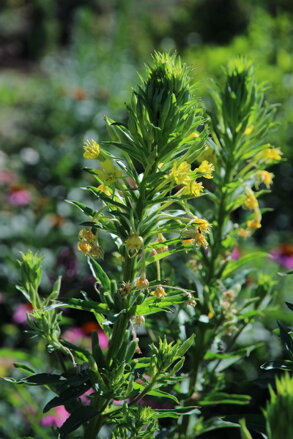 Pupalka dvouletá (Oenothera biennis) 