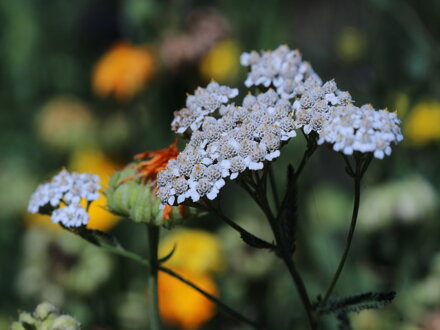 Řebříček obecný (Achillea millefolium)