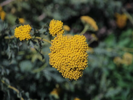 Řebříček žlutý (Achillea ageratum)