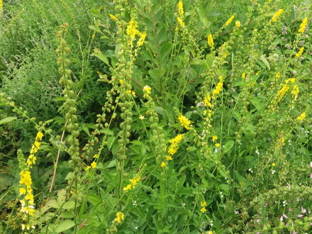 Řepík lékařský (Agrimonia eupatoria) semena 30 ks