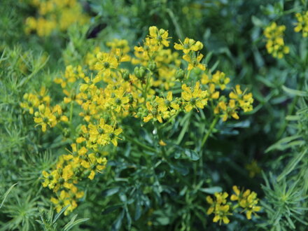 Routa vonná (Ruta graveolens)