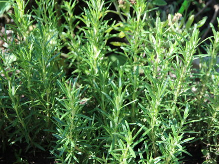 Rozmarýn lékařský (Rosmarinus officinalis)