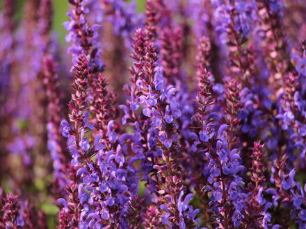 Šalvěj hajní (Salvia nemorosa)