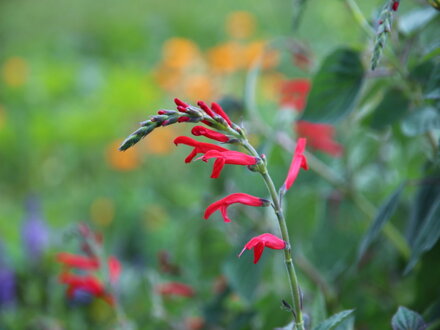 Šalvěj melounová (Salvia Elegans Mello)