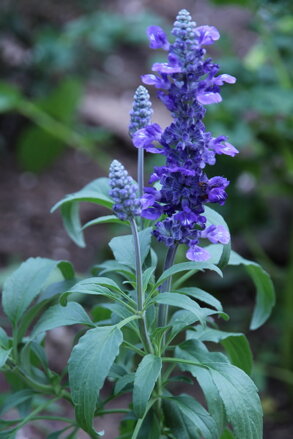 Šalvěj pomoučená (Salvia Farinacea)