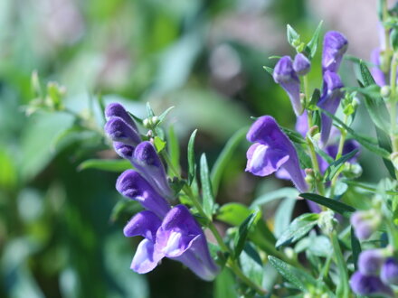 Šišák bajkalský (Scutellaria baicalensis)