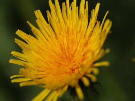 Smetanka, pampeliška lékařská  (Taraxacum officinale)