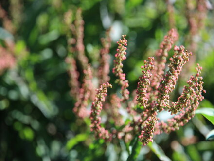 Šťovík krvavý, Bloody Dock (Rumex sanguineus) 