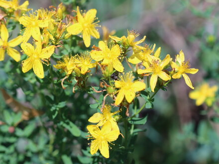 Třezalka tečkovaná (Hypericum perforatum)