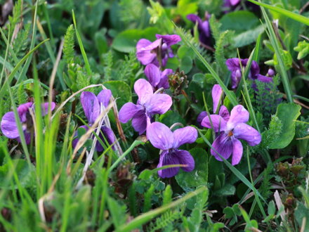 Violka vonná (Viola odorata) 