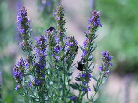 Yzop lékařský (Hyssopus Officinalis) - modrý semena 300 ks