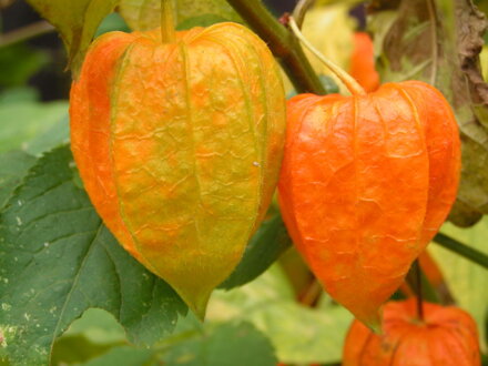 Mochyně peruánská (Physalis peruviana) semena 50 ks