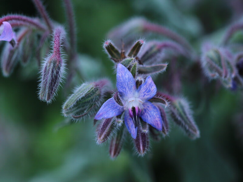 Brutnák lékařský (Borago Officinalis) Brutnák lékařský (Borago Officinalis)