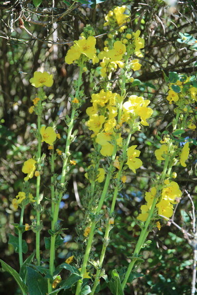 Divizna velkokvětá Zlata (Verbascum densiflorum)