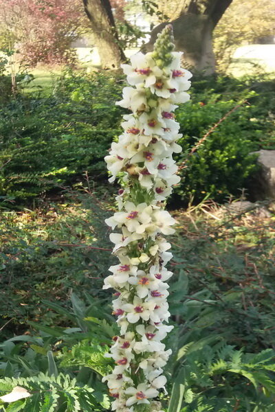Divizna 'Wedding candles' (Verbascum chaixii) Divizna 'Wedding candles' (Verbascum chaixii)