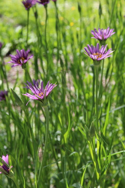 Kozí brada fialová (Tragopogon porrifolius)