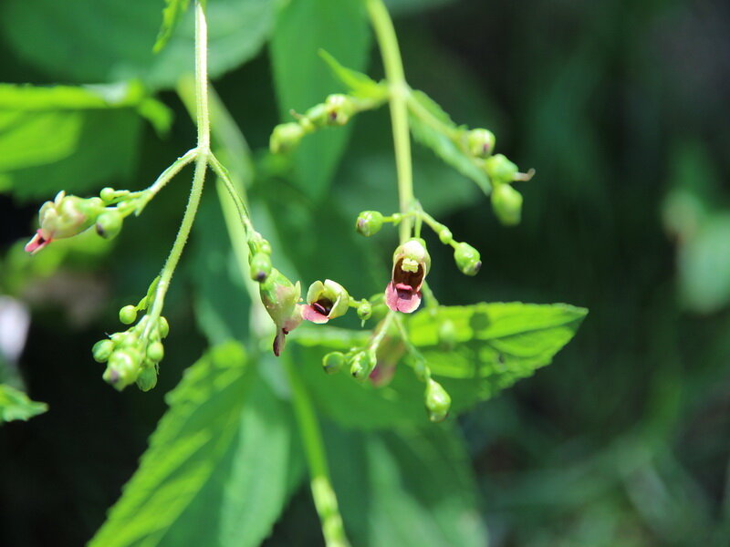 Krtičník hlíznatý (Scrophularia nodosa)