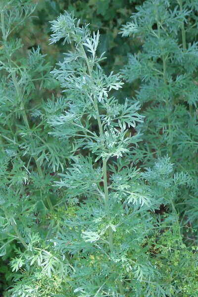 Pelyněk pravý (Arthemisia absinthium) Pelyněk pravý (Arthemisia absinthium)