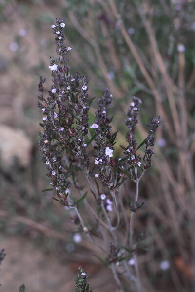 Saturejka zahradní (Satureja hortensis) Saturejka zahradní (Satureja hortensis)