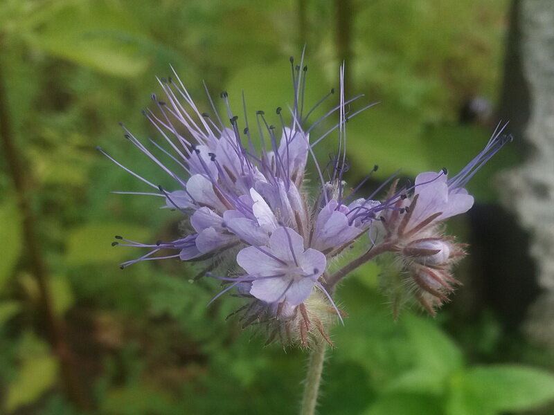 Svazenka vratičolistá (Phacelia tanacetifolia)