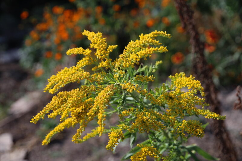 Zlatobýl obecný (Solidago virgaurea L.)