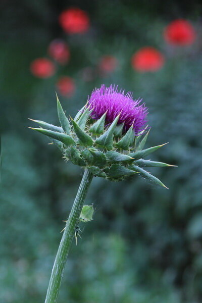 Ostropestřec mariánský (Silybum marianum) Ostropestřec mariánský (Silybum marianum)